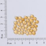 Flat backed rose cut citrines in 4-6mm